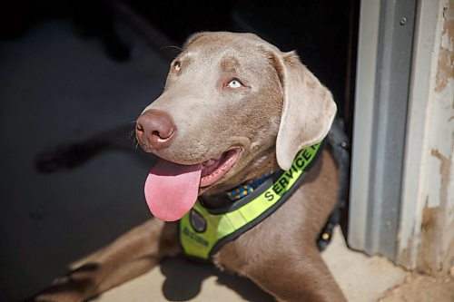 MIKE DEAL / WINNIPEG FREE PRESS
Yury Harczan a professional dog trainer who trained Anita Hart's service dog. Yury lives on six acres and has his own pack of dogs, including Grizz.
See Sabrina Carnevale story
210513 - Thursday, May 13, 2021.