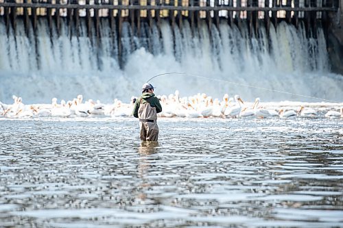 MIKE SUDOMA / WINNIPEG FREE PRESS  
A fishermen pulls on their line as they fish the waters of Lockport, MB amongst a heard of hungry Pelican Saturday morning
May 15, 2021