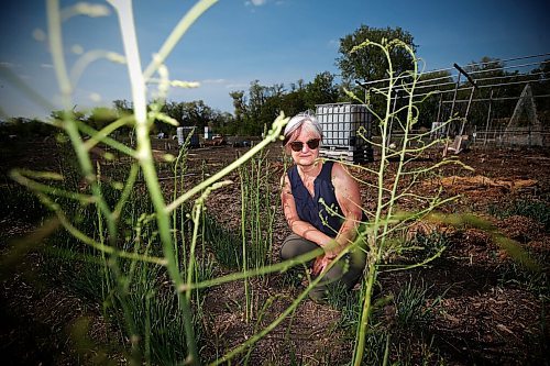 JOHN WOODS / WINNIPEG FREE PRESS
Barbara Ediger harvests some asparagus at the Riverview Garden Society in Winnipeg Monday, May 17, 2021. Ediger also volunteers at the Sustainable South Osborne Community Co-operative.

Reporter: Small