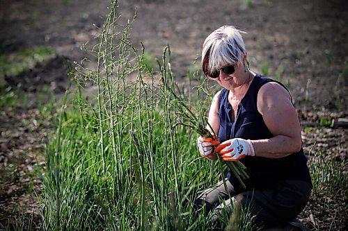 JOHN WOODS / WINNIPEG FREE PRESS
Barbara Ediger harvests some asparagus at the Riverview Garden Society in Winnipeg Monday, May 17, 2021. Ediger also volunteers at the Sustainable South Osborne Community Co-operative.

Reporter: Small