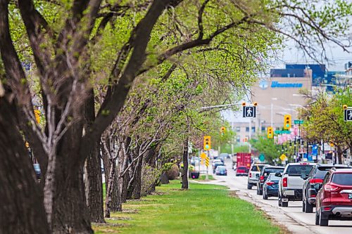 MIKAELA MACKENZIE / WINNIPEG FREE PRESS

Trees on Provencher Boulevard in Winnipeg on Thursday, May 20, 2021.  Councillor Matt Allard has put forward motions to replace trees after construction and to protect trees against de-icing salt. For Joyanne story.
Winnipeg Free Press 2020.