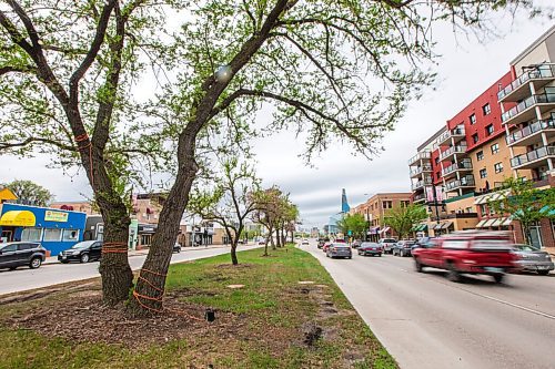 MIKAELA MACKENZIE / WINNIPEG FREE PRESS

Trees on Provencher Boulevard in Winnipeg on Thursday, May 20, 2021.  Councillor Matt Allard has put forward motions to replace trees after construction and to protect trees against de-icing salt. For Joyanne story.
Winnipeg Free Press 2020.