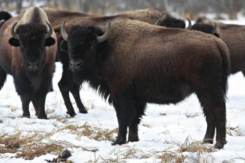 BORIS.MINKEVICH@FREEPRESS.MB.CA WINNIPEG FREE PRESS 100309 Wood Bison at Chitek Lake, Manitoba.