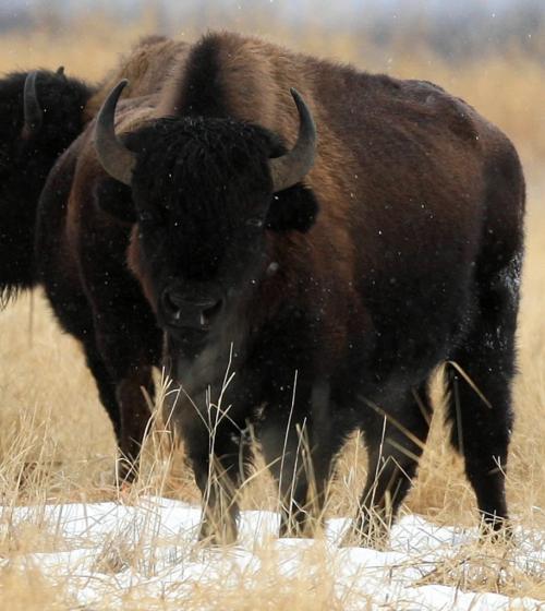 BORIS.MINKEVICH@FREEPRESS.MB.CA WINNIPEG FREE PRESS 100309 Wood Bison at Chitek Lake, Manitoba.