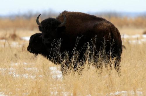 BORIS.MINKEVICH@FREEPRESS.MB.CA WINNIPEG FREE PRESS 100309 Wood Bison at Chitek Lake, Manitoba.