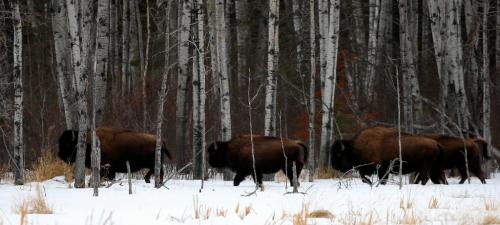 BORIS.MINKEVICH@FREEPRESS.MB.CA WINNIPEG FREE PRESS 100309 Wood Bison at Chitek Lake, Manitoba.