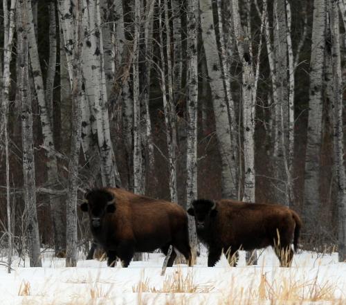 BORIS.MINKEVICH@FREEPRESS.MB.CA WINNIPEG FREE PRESS 100309 Wood Bison at Chitek Lake, Manitoba.