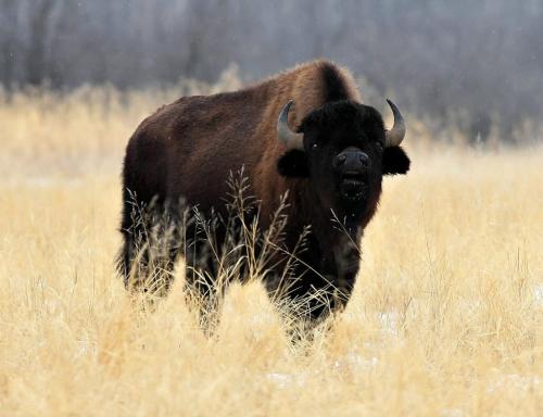 BORIS.MINKEVICH@FREEPRESS.MB.CA WINNIPEG FREE PRESS 100309 Wood Bison at Chitek Lake, Manitoba.