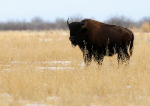 BORIS.MINKEVICH@FREEPRESS.MB.CA WINNIPEG FREE PRESS 100309 Wood Bison at Chitek Lake, Manitoba.