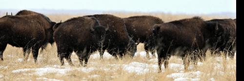 BORIS.MINKEVICH@FREEPRESS.MB.CA WINNIPEG FREE PRESS 100309 Wood Bison at Chitek Lake, Manitoba.