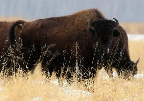 BORIS.MINKEVICH@FREEPRESS.MB.CA WINNIPEG FREE PRESS 100309 Wood Bison at Chitek Lake, Manitoba.