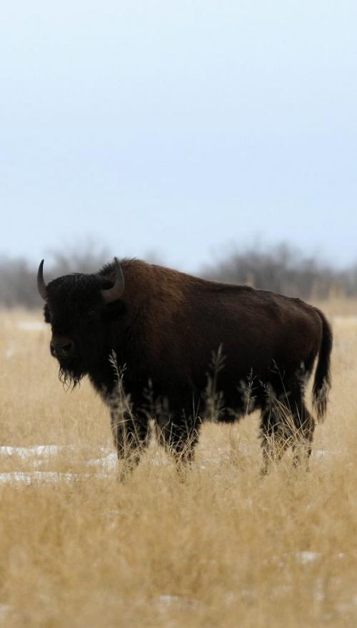 BORIS.MINKEVICH@FREEPRESS.MB.CA WINNIPEG FREE PRESS 100309 Wood Bison at Chitek Lake, Manitoba.