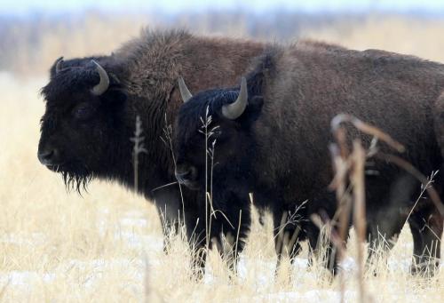 BORIS.MINKEVICH@FREEPRESS.MB.CA  WINNIPEG FREE PRESS 100309 Wood Bison at Chitek Lake, Manitoba.