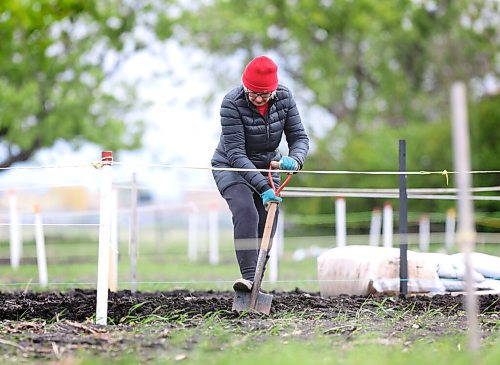 RUTH BONNEVILLE / WINNIPEG FREE PRESS

Standup - Gardening

A long time gardener digs up the earth in her garden plot at the St. James Horticultural Society St. James park on Wednesday.  

Note: Lady wanted to remain annonymous.

May 26, 2021

