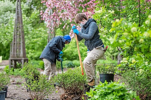 MIKAELA MACKENZIE / WINNIPEG FREE PRESS

Jocelyn Penner (right) and Coleton Inkster, horticulturalists with the Assiniboine Park Conservancy, plant little-leaf lilacs in the English Garden at Assiniboine Park in Winnipeg on Wednesday, May 26, 2021. Standup.
Winnipeg Free Press 2020.