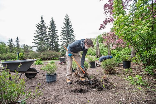 MIKAELA MACKENZIE / WINNIPEG FREE PRESS

Jocelyn Penner (left) and Coleton Inkster, horticulturalists with the Assiniboine Park Conservancy, plant little-leaf lilacs in the English Garden at Assiniboine Park in Winnipeg on Wednesday, May 26, 2021. Standup.
Winnipeg Free Press 2020.