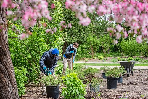 MIKAELA MACKENZIE / WINNIPEG FREE PRESS

Coleton Inkster (left) and Jocelyn Penner, horticulturalists with the Assiniboine Park Conservancy, plant little-leaf lilacs in the English Garden at Assiniboine Park in Winnipeg on Wednesday, May 26, 2021. Standup.
Winnipeg Free Press 2020.