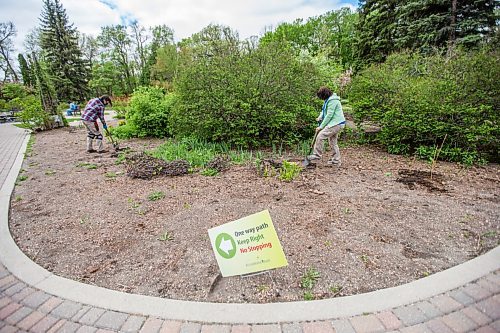 MIKAELA MACKENZIE / WINNIPEG FREE PRESS

Beverly Coutts (left) and Monica Kaplun, horticulturalists with the Assiniboine Park Conservancy, plant gladiola bulbs in the English Garden at Assiniboine Park in Winnipeg on Wednesday, May 26, 2021. Standup.
Winnipeg Free Press 2020.