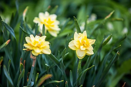 MIKAELA MACKENZIE / WINNIPEG FREE PRESS

Flowers bloom in the English Garden at Assiniboine Park in Winnipeg on Wednesday, May 26, 2021. Standup.
Winnipeg Free Press 2020.