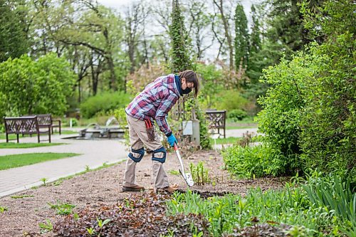 MIKAELA MACKENZIE / WINNIPEG FREE PRESS

Beverly Coutts, horticulturalist with the Assiniboine Park Conservancy, plants gladiola bulbs in the English Garden at Assiniboine Park in Winnipeg on Wednesday, May 26, 2021. Standup.
Winnipeg Free Press 2020.