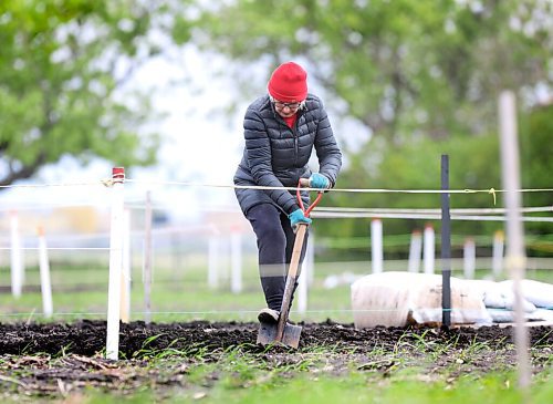 RUTH BONNEVILLE / WINNIPEG FREE PRESS

Standup - Gardening

A long time gardener digs up the earth in her garden plot at the St. James Horticultural Society St. James park on Wednesday.  

Note: Lady wanted to remain annonymous.

May 26, 2021

