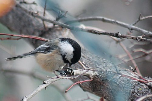 Canstar Community News A black-capped chickadee cracks open a black-oil sunflower seed.
