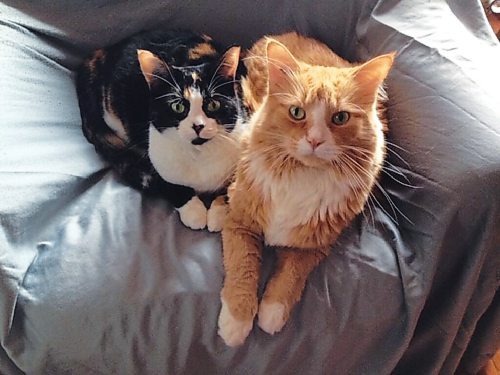 Canstar Community News Correspondent Cindy Murdoch loves spending time with her cats.
