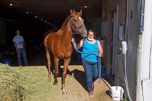 MIKE DEAL / WINNIPEG FREE PRESS
Manitoba-bred Champion Melisandre who won a recent stake and is now a perfect 5-for-5, with trainer Lise Pruitt, at the Assiniboia Downs Thursday morning.
See George Williams story
210603 - Thursday, June 03, 2021.