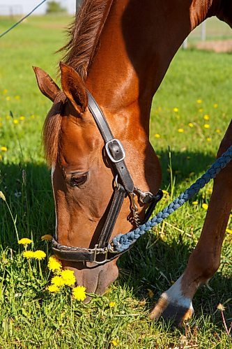 MIKE DEAL / WINNIPEG FREE PRESS
Manitoba-bred Champion Melisandre who won a recent stake and is now a perfect 5-for-5, with trainer Lise Pruitt, at the Assiniboia Downs Thursday morning.
See George Williams story
210603 - Thursday, June 03, 2021.