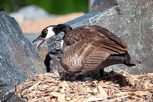 Daniel Crump / Winnipeg Free Press. A Canada goose stands over its eggs to shade them in an attempt to keep them cool. When geese are suffering from heat they open their mouths and appear to pant. June 5, 2021.