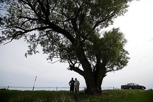 JOHN WOODS / WINNIPEG FREE PRESS
Donald Coubrough, whose grandfather, Walter Smith, planted two willows at the end of their property, and his son Kevin visit The North Half-Way Tree beside the Trans-Canada highway Tuesday, June 8, 2021. Two large trees along the highway claim to be the half-way point between Brandon and Winnipeg.

Reporter: Duguay