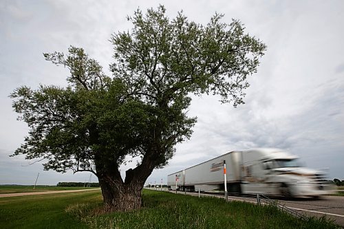 JOHN WOODS / WINNIPEG FREE PRESS
The North Half-Way Tree beside the Trans-Canada highway Tuesday, June 8, 2021. Two large trees along the highway claim to be the half-way point between Brandon and Winnipeg.

Reporter: Duguay