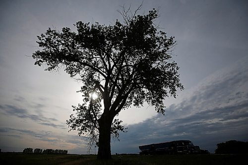 JOHN WOODS / WINNIPEG FREE PRESS
The South Half-Way Tree beside the Trans-Canada highway Tuesday, June 8, 2021. Two large trees along the highway claim to be the half-way point between Brandon and Winnipeg.

Reporter: Duguay