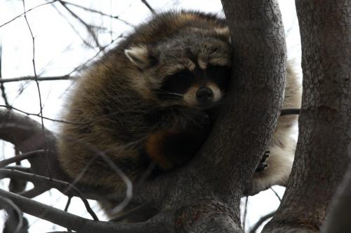 BORIS.MINKEVICH@FREEPRESS.MB.CA  100318 BORIS MINKEVICH / WINNIPEG FREE PRESS A rather large raccoon takes a moment from his sleeping spot in a tree in the Pantages Playhouse courtyard to look at Free Press Photographer Boris Minkevich. Seconds later the raccoon tucked his head out of sight to catch some zzzzz's.