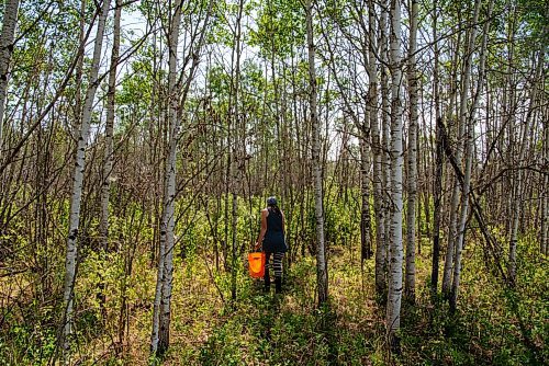 ALEX LUPUL / WINNIPEG FREE PRESS  

Caitlin Beer, co-owner of the western Manitoba based company Wildland Foods, searches for wild mushrooms on Saturday, June 5, 2021.

Reporter: Ben Waldman