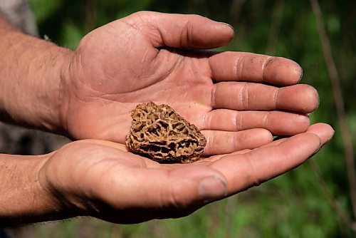 ALEX LUPUL / WINNIPEG FREE PRESS  

David Beer, co-owner of the western Manitoba based company Wildland Foods, holds a morel mushroom on Saturday, June 5, 2021. The couple started out supplying restaurants and wholesalers before expanding to public sales in 2020.

Reporter: Ben Waldman