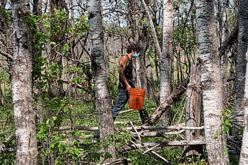ALEX LUPUL / WINNIPEG FREE PRESS  

David Beer, co-owner of the western Manitoba based company Wildland Foods, searches for wild mushrooms on Saturday, June 5, 2021.

Reporter: Ben Waldman
