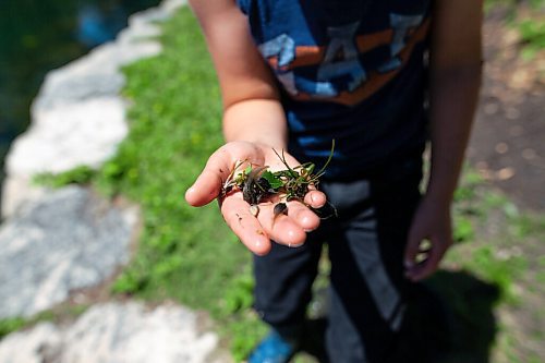 Daniel Crump / Winnipeg Free Press. Brothers, Nicco (7) shows off some tadpoles he caught with his dip net at the duck pond in Kildonan park on a warm sunny Saturday afternoon. June 12, 2021.