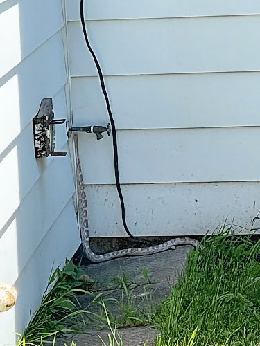 Breno Martins Photo

A large snake, approximately 8 feet long, is photographed on Ebby Avenue in Winnipeg on Saturday, June 12, 2021. Animals Services attended the area, but have been unable to locate the snake.

Reporter: Kevin Rollason