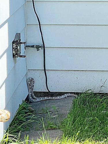 Breno Martins Photo

A large snake, approximately 8 feet long, is photographed on Ebby Avenue in Winnipeg on Saturday, June 12, 2021. Animals Services attended the area, but have been unable to locate the snake.

Reporter: Kevin Rollason