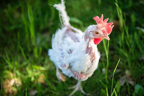 MIKAELA MACKENZIE / WINNIPEG FREE PRESS

A chicken, now allowed to roam free after living in a battery cage, at Little Red Barn Micro Sanctuary in Charleswood on Monday, June 14, 2021. Jessica Walker rescues a variety of animals, including pigs, chickens, goats, sheep, cows and horses. She also gives tours to people of all ages in an effort to educate them about -- and give them a better appreciation for -- these animals. For Aaron Epp story.
Winnipeg Free Press 2021.