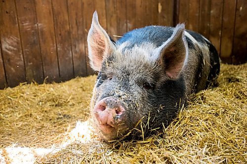 MIKAELA MACKENZIE / WINNIPEG FREE PRESS

Lucy, a 500 pound pig, at Little Red Barn Micro Sanctuary in Charleswood on Monday, June 14, 2021. Jessica Walker rescues a variety of animals, including pigs, chickens, goats, sheep, cows and horses. She also gives tours to people of all ages in an effort to educate them about -- and give them a better appreciation for -- these animals. For Aaron Epp story.
Winnipeg Free Press 2021.