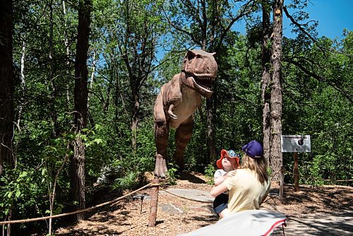 ALEX LUPUL / WINNIPEG FREE PRESS  

Visitors to the Assiniboine Zoo view an animatronic Western/Occidental Tyrannosaurs on display in its newest attraction, Dinosaurs Uncovered, in Winnipeg on Monday, June 14, 2021. The attraction features 17 life-size animatronic dinosaurs along a forested trail in the northwest area of the Zoo.

Reporter: Malak Abas