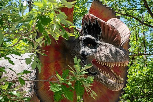 ALEX LUPUL / WINNIPEG FREE PRESS  

Visitors to the Assiniboine Zoo view an animatronic Dilophosaurus on display in its newest attraction, Dinosaurs Uncovered, in Winnipeg on Monday, June 14, 2021. The attraction features 17 life-size animatronic dinosaurs along a forested trail in the northwest area of the Zoo.

Reporter: Malak Abas