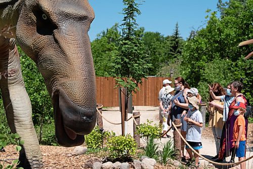 ALEX LUPUL / WINNIPEG FREE PRESS  

Visitors to the Assiniboine Zoo view an animatronic Shantungosaurus on display in its newest attraction, Dinosaurs Uncovered, in Winnipeg on Monday, June 14, 2021. The attraction features 17 life-size animatronic dinosaurs along a forested trail in the northwest area of the Zoo.

Reporter: Malak Abas