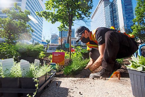 MIKE DEAL / WINNIPEG FREE PRESS
Diego Chinchilla Chaput a Summer Street Scape Team member plants a cedar into the Indigenous Garden Tuesday morning. 
The seventh annual Indigenous Garden is being planted by the Downtown Winnipeg BIZ and at Air Canada Park on Portage Avenue at Carlton Tuesday morning.
210615 - Tuesday, June 15, 2021.