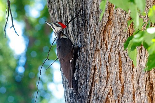 MIKE DEAL / WINNIPEG FREE PRESS
A pileated woodpecker looking for its next dinner on a tree in West Broadway area Tuesday afternoon.
210615 - Tuesday, June 15, 2021.