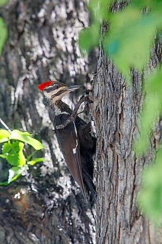 MIKE DEAL / WINNIPEG FREE PRESS
A pileated woodpecker looking for its next dinner on a tree in West Broadway area Tuesday afternoon.
210615 - Tuesday, June 15, 2021.