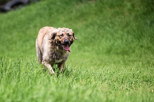 MIKAELA MACKENZIE / WINNIPEG FREE PRESS

Sierra Lathlin's dog Rocky at Westview Park with her dogs, , Anna, and Hilti, in Winnipeg on Friday, June 18, 2021. For Dave Sanderson story.
Winnipeg Free Press 2021.