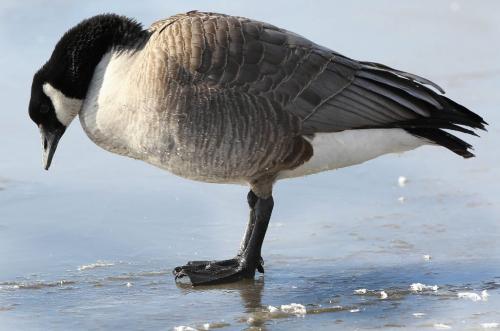 JOE.BRYKSA@FREEPRESS.MB.CA
STAND UP
- goose on the ice on the red river in downtown winnipeg looking perplexed
march 25/2010
032510
winnipeg free press